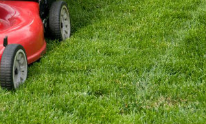 Lawn Mowing Palmers Green