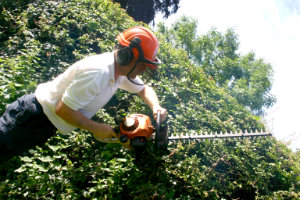 Trimming Hedges in Palmers Green